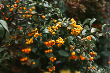 yellow mountain ash ripe on a branch