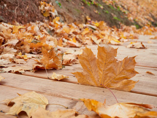 autumn background with colored leaves on a wooden board