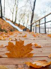 autumn background with colored leaves on a wooden board