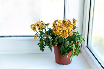 The flower fades. The houseplant has withered. Dry flower in a pot on the window, windowsill. High...