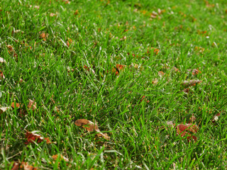 Green grass texture background, Top view of grass garden Ideal concept used for making green flooring, lawn for training football pitch, Grass Golf Courses green lawn pattern textured background.