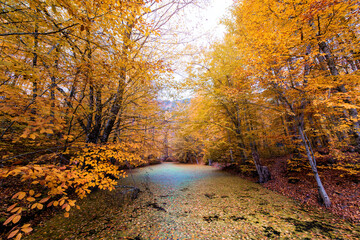 Autumn Foliage in Yedigoller park. Bolu, Turkey.