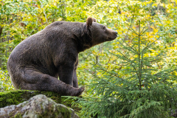 Fototapeta premium Brown bear on the rock