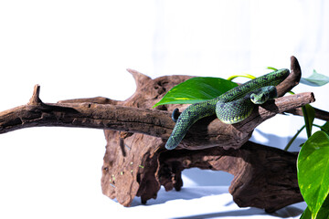 Fototapeta premium Atheris nitschei viper snake sitting in a tree stump