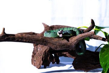Atheris nitschei viper snake sitting in a tree stump