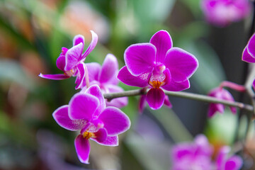 Naklejka na ściany i meble Beautiful pink orchidees flowers