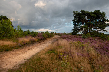 The purple flowering heather in the beautiful 'Veluwe' landscape on a beautiful summer day, province of Gelderland, the Netherlands