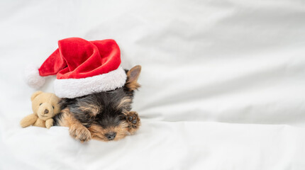 Funny Yorkshire terrier puppy wearing red santa hat sleeps and hugs toy bear under white blanket at...