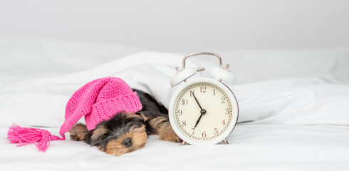 Yorkshire terrier puppy wearing warm hat sleeps with alarm clock under white warm blanket on a bed...