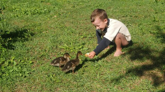 Video shot of summer time, wild ducks family, little brother and sister, feeding ducks, lakeside, riverbank 
