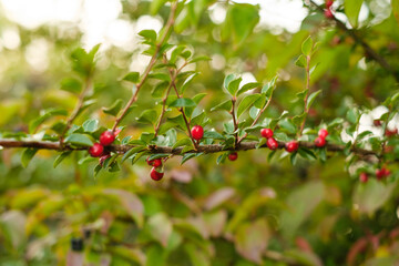 Ein grüner Zweig an einer Hecke im Herbst: Kleine rote Beeren