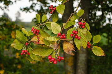 Rote Beeren an einem Strauch in einer Hecke im Herbst