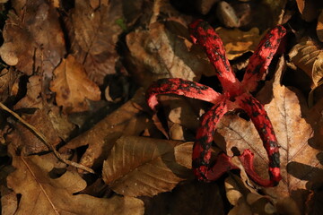 devil s fingers