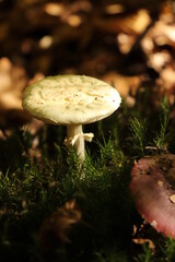 mushroom in the forest