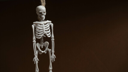 artificial human skeleton , skeleton figurine on a rope , halloween concept