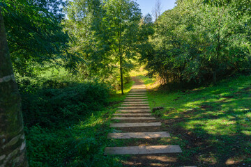 Obraz premium Wooden stairs in a natural park among vegetation