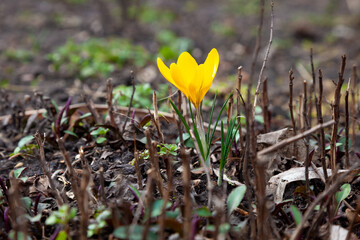 Yellow crocus flower. Spring primrose in the garden - crocuses. Delicate bright bud.