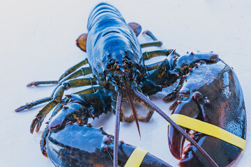 Live freshly caught lobster on white table with yellow rubber bands on claws close up 