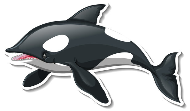 A sticker template of killer whale cartoon character