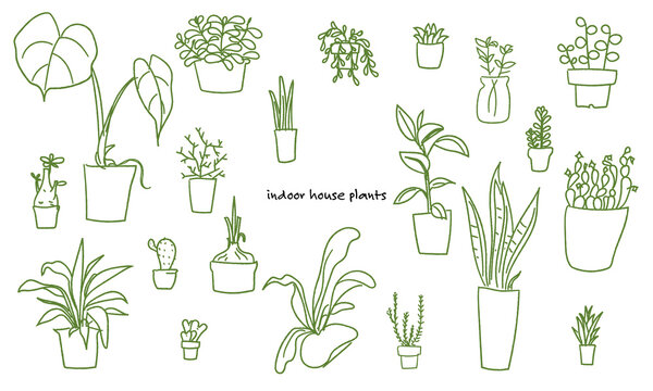 手描き観葉植物　線画