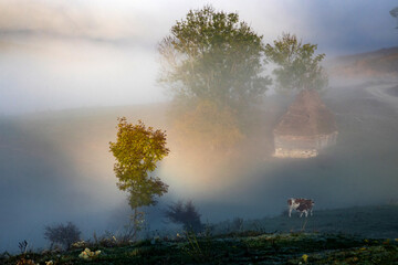 Fototapeta premium beautiful foggy autumn morning landscape in rural Transylvania