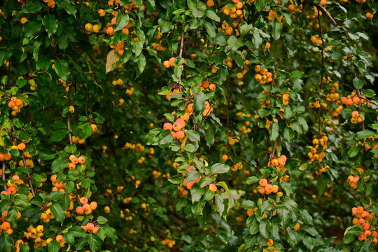 surface of dark green leaves of ranet tree with fruit, wallpaper