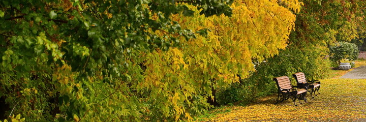 Couple of benches away in the park on a wet square under trees with autumn fallen yellowed foliage...