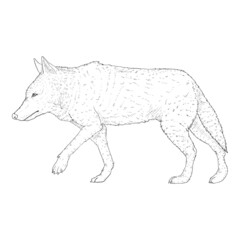 Fototapeta premium Wolf Walking Side View Vector Sketch Illustration