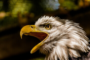  Screaming eagle with open mouth close-up. High quality photo