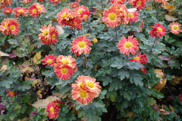 Chrysanthemums with red and yellow flowers with droplets of water in mid November