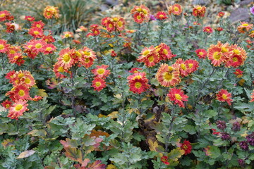 Lots of red and yellow flowers of Chrysanthemums with droplets of water in mid November