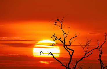 sunset The red sky has flying birds and grassy tops.