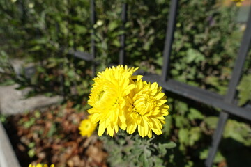 Pair of bright yellow flowers of Chrysanthemums in mid October