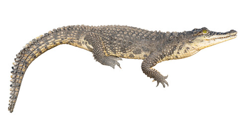 Fototapeta premium The Nile crocodile (Crocodylus niloticus) is a large, dangerous carnivorous reptile.