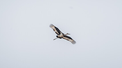 Stork Inflight