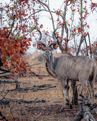 Male Kudu © Curteis
