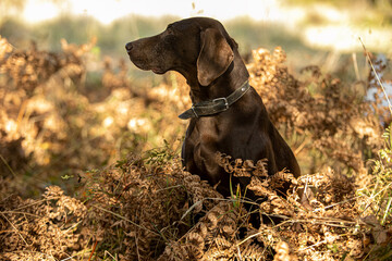 Hunting dog with hunters in the forest. Autumn hunting.	