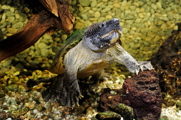 Mexican musk turtle // Große Kreuzbrustschildkröte (Staurotypus triporcatus)
