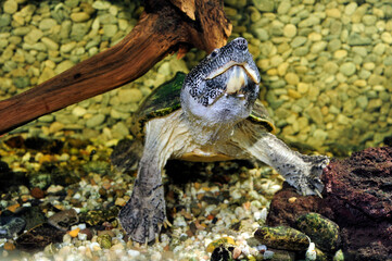 Große Kreuzbrustschildkröte // Mexican musk turtle (Staurotypus triporcatus)