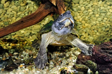 Fototapeten Große Kreuzbrustschildkröte // Mexican musk turtle (Staurotypus triporcatus) © bennytrapp