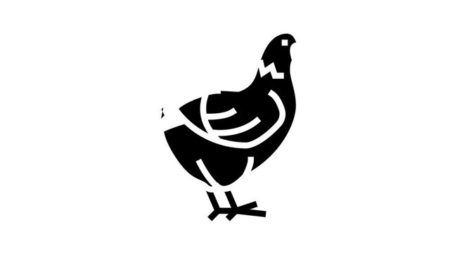 chicken domestic bird animated glyph icon. chicken domestic bird sign. isolated on white background