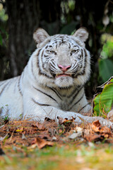 white bengal tiger in the zoo