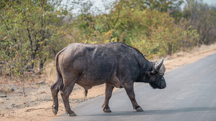 Male Buffalo crossing the road