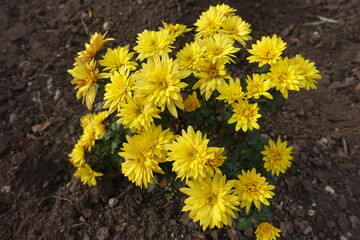 Small bush of yellow Chrysanthemums in bloom in November