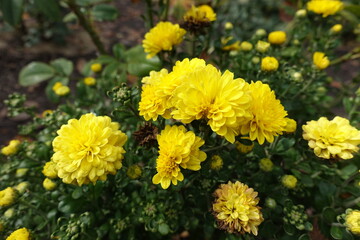Some yellow flowers of Chrysanthemums in October