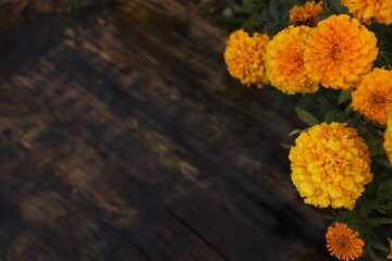 flowers in a vase