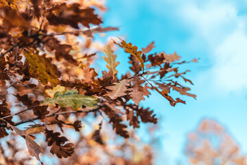 Beautiful landscape with colorful foliage on blue sky. Falling leaves in the fall. Autumn nature landscape with copy space for text