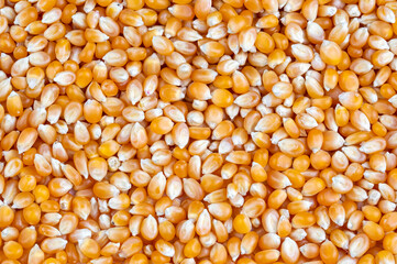 Raw Corn Seeds or Corn kernels are the fruits of corn. Maize is a grain, and the kernels are used in cooking as a vegetable or a source of starch.