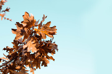 Beautiful landscape with colorful foliage on blue sky. Falling leaves in the fall. Autumn nature landscape with copy space for text