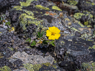 Small yellow flower bloodroot (Potentilla wrangelii) grows from a stone. The will to live concept.